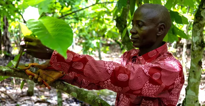 Cocoa farmer pics fruits from a tree