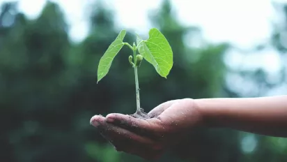 A human hand holding a green shoot, representing sustainability and enabling environment.