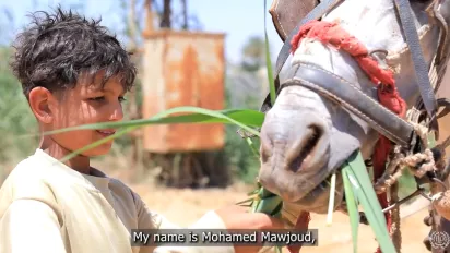 An Egyptian kid feeds a horse