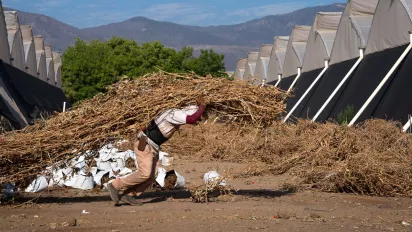 A farmer carries heavy loads of dried branches under a scorching sun