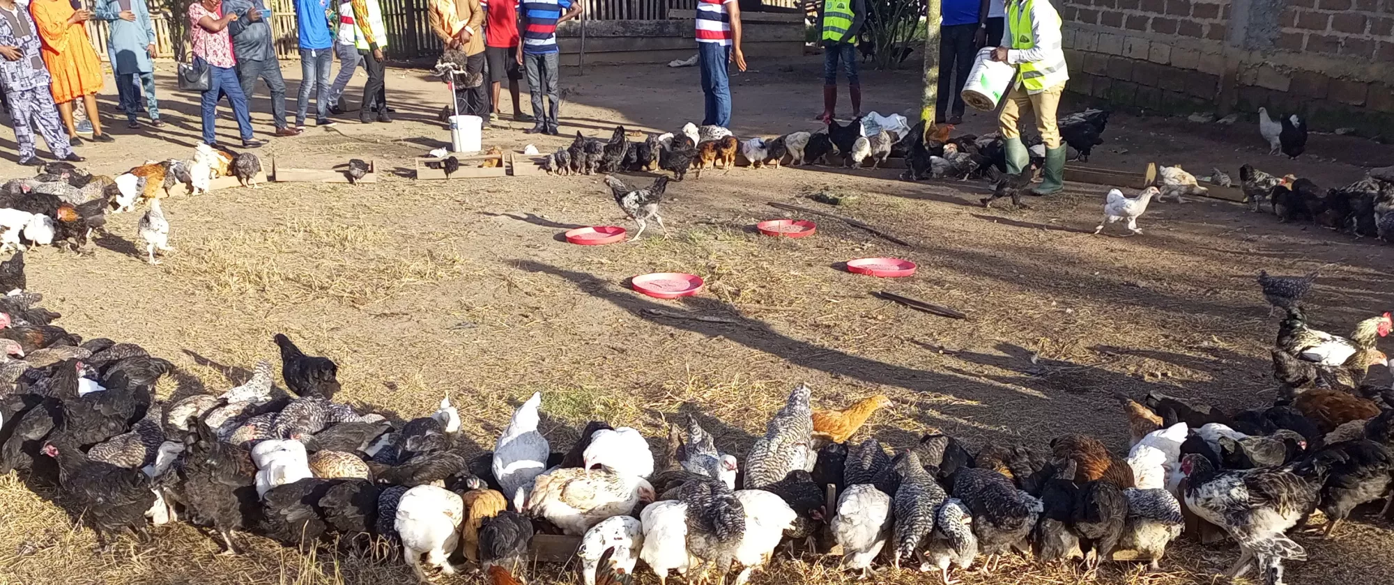 Chickens in a field