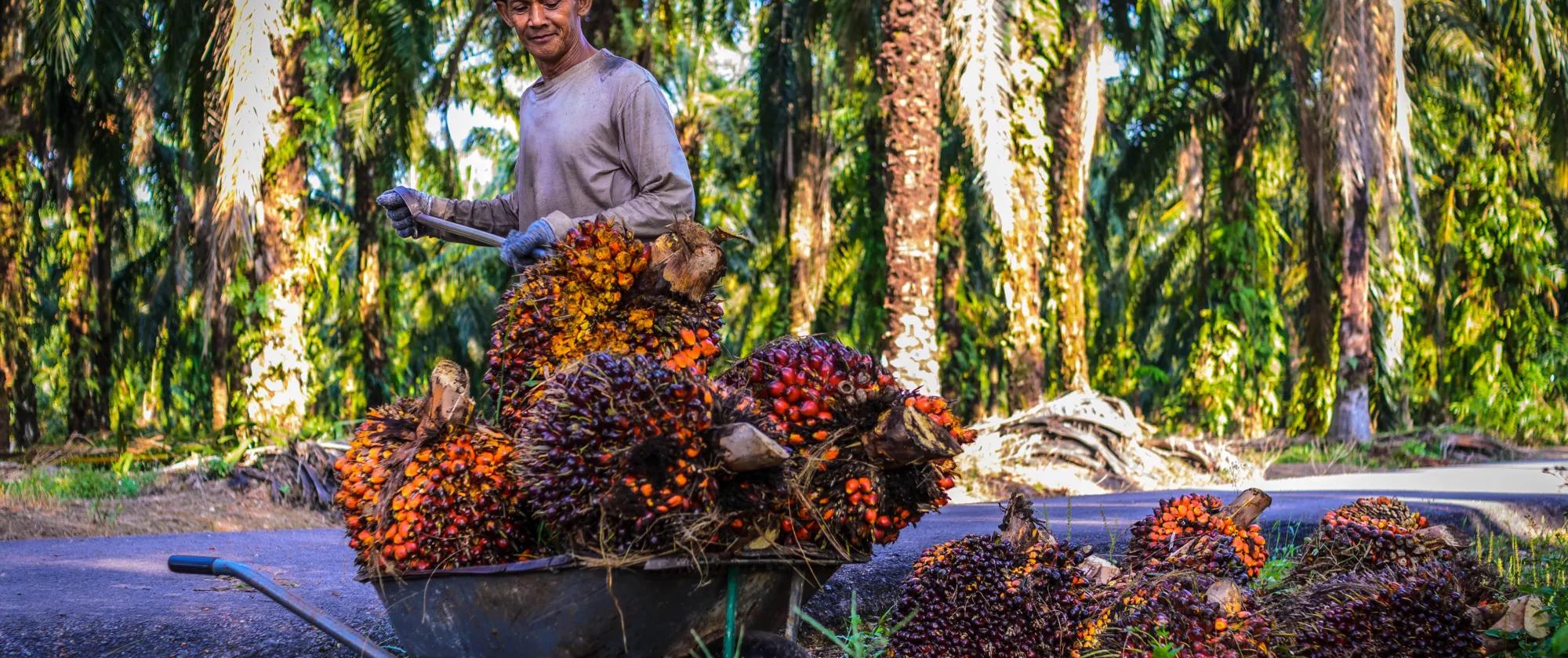 A worker in a Malaysian palm plantation